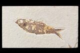 Bargain, Fossil Fish (Knightia) - Wyoming #89173-1